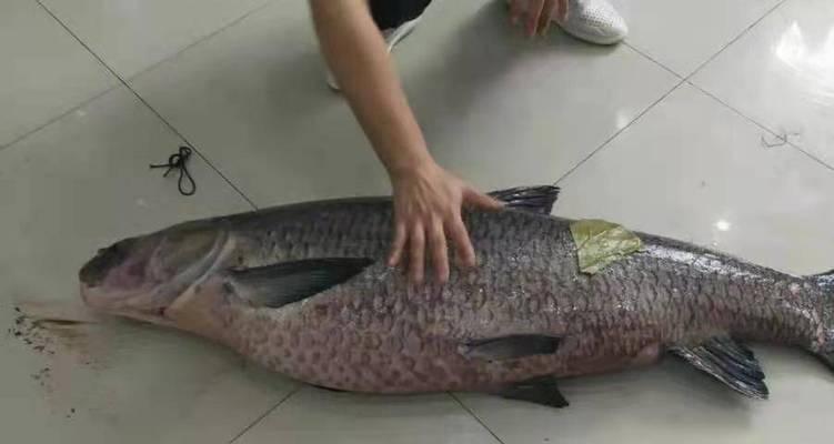 秋季野钓青鱼打窝技巧（揭秘青鱼打窝高效秘籍）