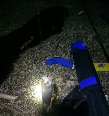 秋季夜钓的正确方法与技巧（享受秋夜渔乐的窍门与技术）
