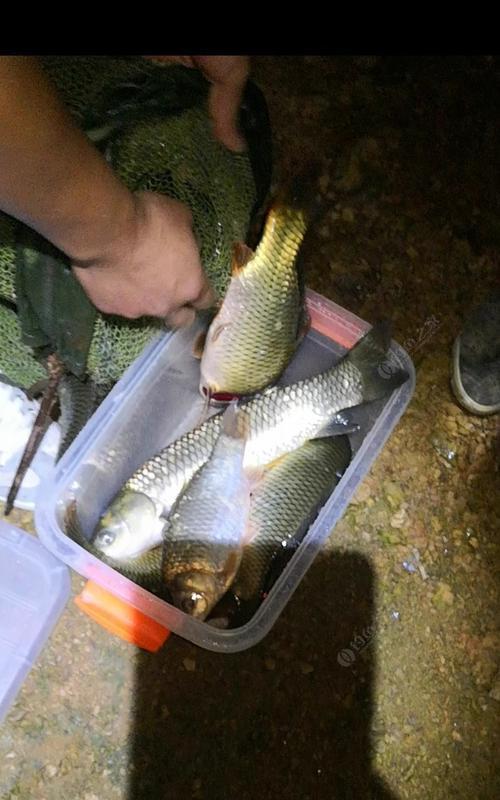 秋季夜钓鲫鱼的最佳搭配技巧（提高夜钓鲫鱼成功率）