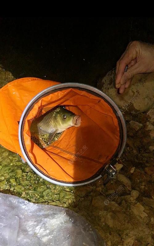 秋季夜钓鲢鳙的技巧（钓鲢鳙）
