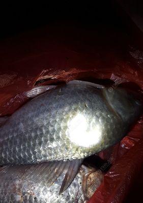 秋季夜钓野钓鲫鱼的技巧与方法（探秘野外夜钓鲫鱼的绝佳妙招）
