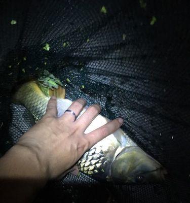 秋季夜钓野钓鲫鱼的技巧（夜钓鲫鱼）