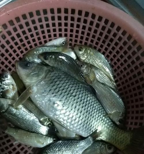 秋季夜晚钓鲤鱼的绝佳技巧（挑灯夜战）