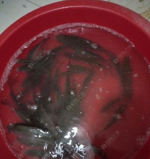 秋雨夜钓鲫鱼的方法技巧（追寻大鲫的钓法）