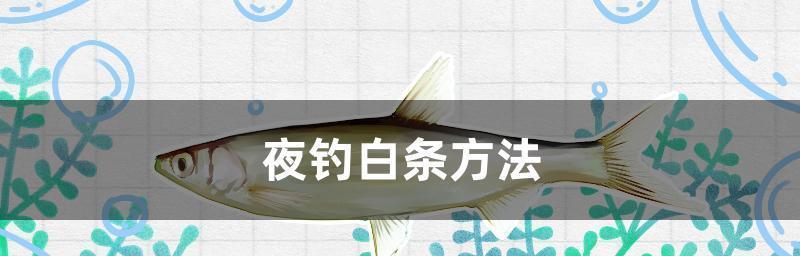 秋天野钓白条的技巧（享受秋天的温暖阳光）