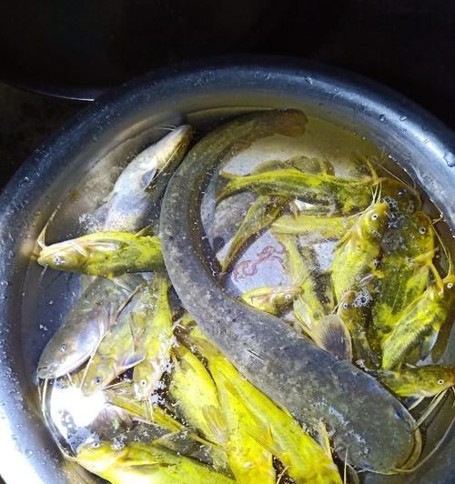 秋天筏竿钓鱼技巧（提高成功率的关键是掌握好这几点）