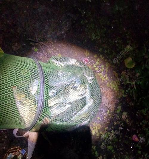秋天河道夜钓鲤鱼的技巧（掌握有效的钓鲤鱼方法）