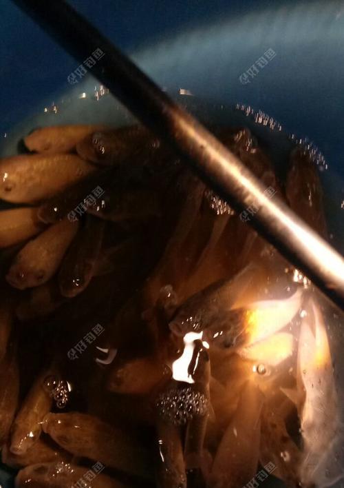 秋夜钓野河之技巧与方法（夜晚钓鱼）