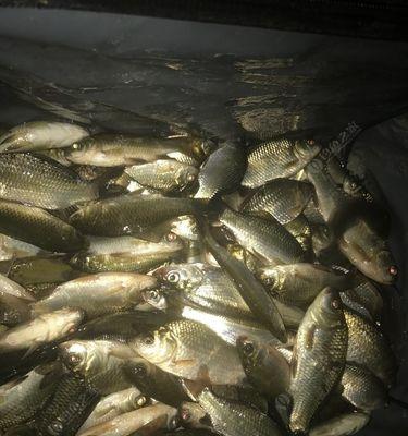夜钓翘嘴的绝佳技巧与方法（以台钓商品饵）