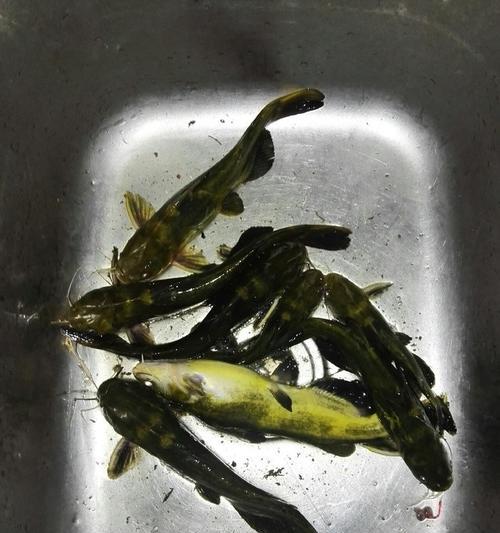 夜钓黄骨鱼的技巧与经验分享（探寻虞黄骨鱼钓点的诀窍与技术心得）