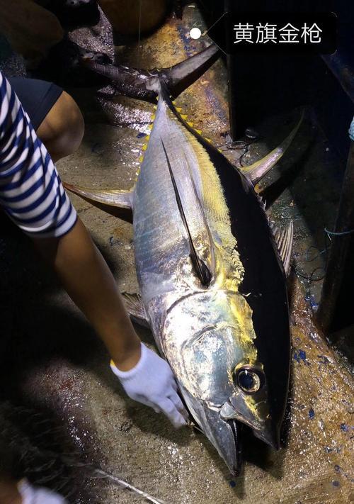 深海钓鱼绝密技巧（揭秘专家分享的深海钓鱼神技）