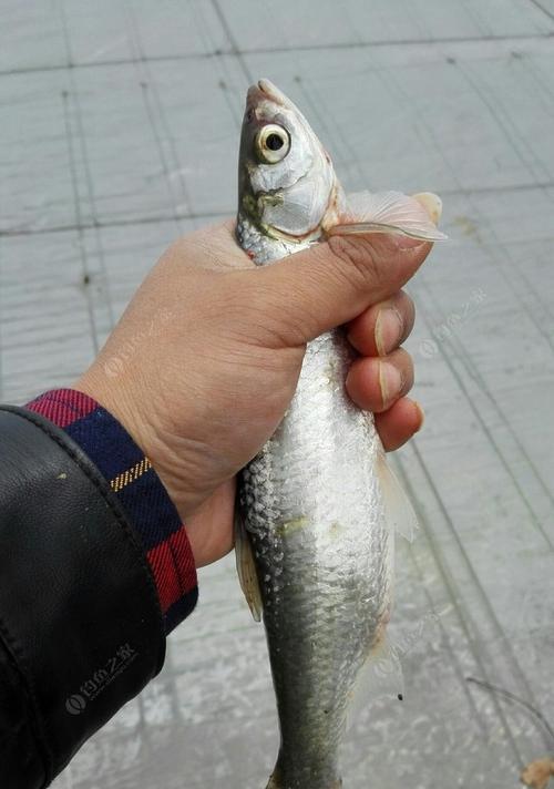 深秋垂钓鳊鱼的技巧和方法（掌握这些技巧）
