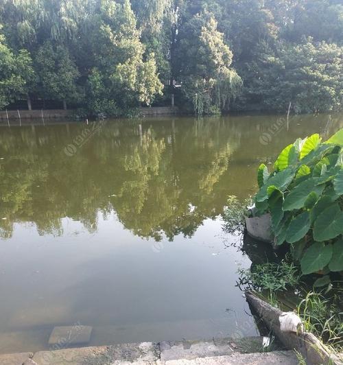 深秋肥水河钓鱼技巧（揭秘钓鱼高手的窍门与心得）