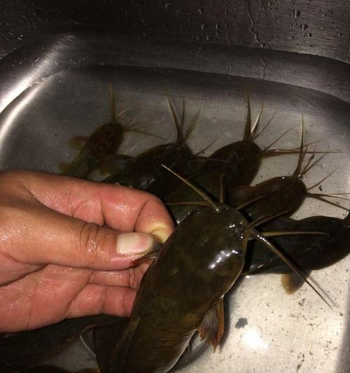 深秋黑坑夜钓鲫鱼技巧（熟悉环境才能捕捉丰收）
