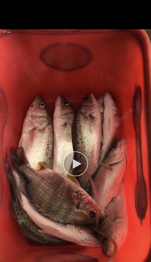 深秋鲈鱼钓鱼技巧（掌握这一关键技巧）