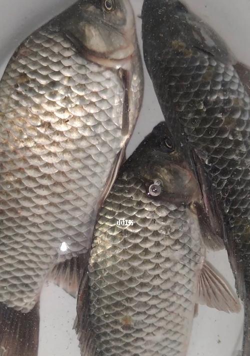 秋风起，钓鱼趣——探索深秋天气变化下的钓鱼技巧