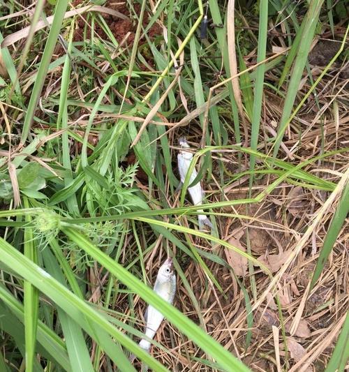 深秋野钓草鱼挂蚯蚓技巧（挂蚯蚓是成功的关键）