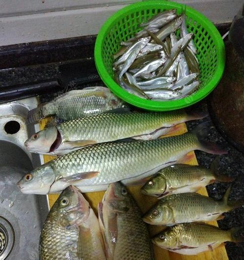 深秋野钓鲮鱼的技巧（技巧）