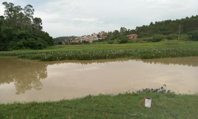 深秋雨后浑水钓鱼技巧（掌握钓鱼技巧）