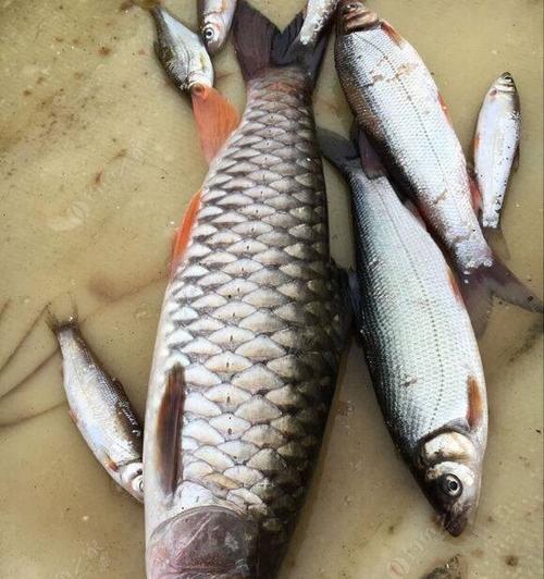 手竿野钓翘嘴的最佳方法和技巧（探秘手竿野钓翘嘴）