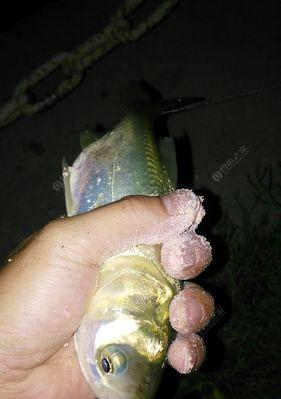 夜钓钓鲢鳙的方法和技巧（掌握夜钓钓鲢鳙的诀窍）