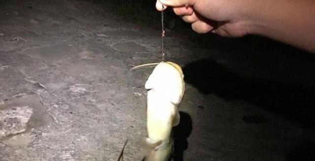 夜钓黄辣丁鱼绝密技巧（掌握这个关键）