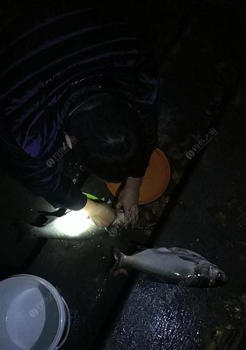 双尾竿钓鱼技巧（钓鱼技巧）