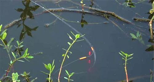 霜降节气的钓鱼技巧（掌握秋季变化）