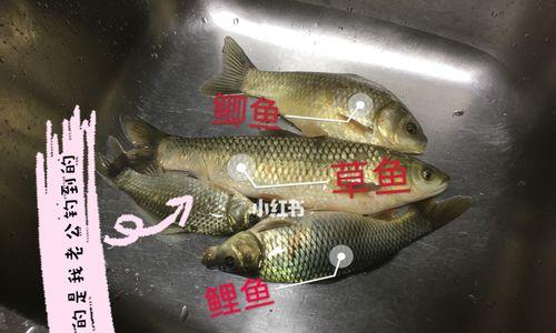 水花生鱼钓鱼技巧（掌握钓鱼技巧）