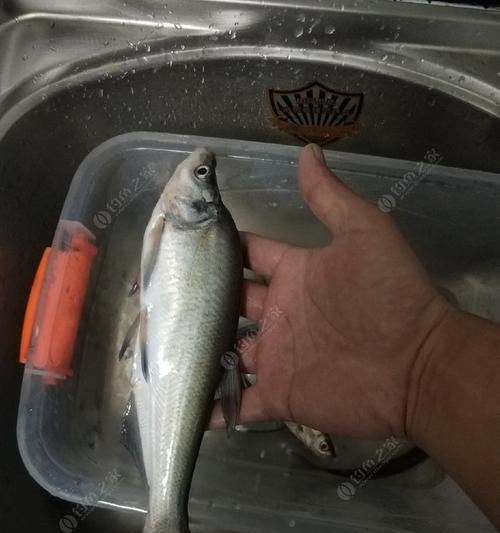 水库冰钓钓翘嘴技巧（挑战冰面翘嘴的秘诀）