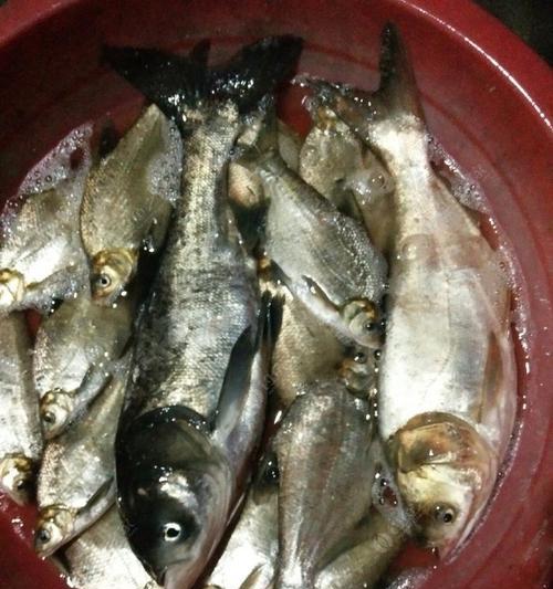 水库冰钓钓翘嘴的技巧和方法（冰钓翘嘴钓鱼的秘诀）