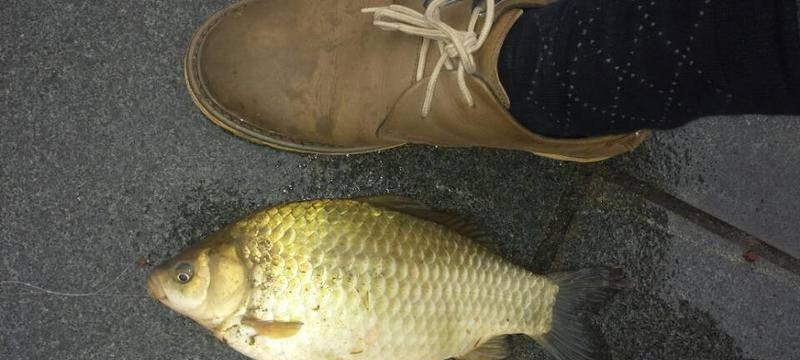 四海钓鱼（钓鲫鱼神技）