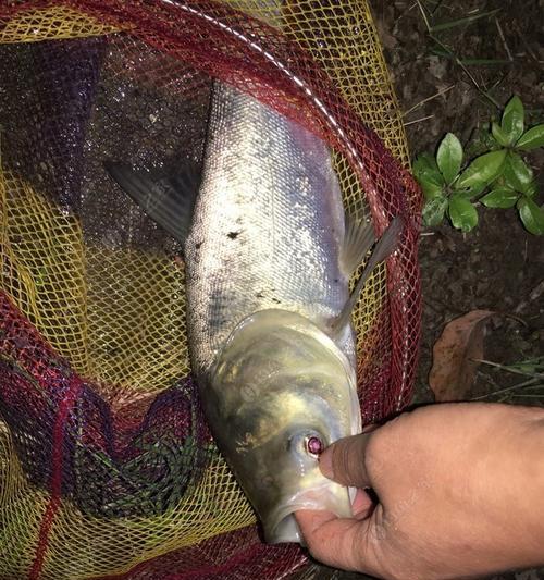 四月份夜钓鲢鳙技巧（探寻夜晚鲢鳙捕获的最佳策略）