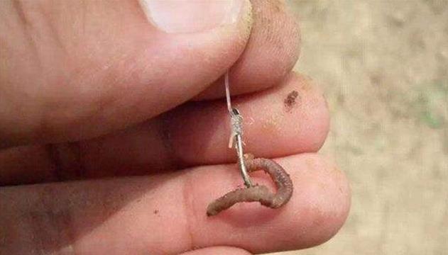 提升钓鱼成功率的最佳方法和技巧（以台钓补窝）
