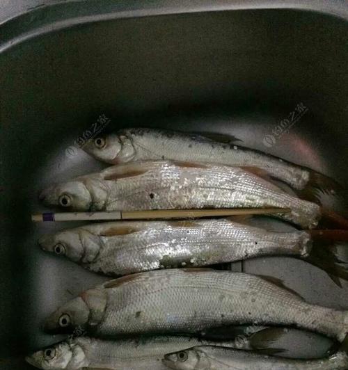 掌握台钓翘嘴鱼的技巧（钓鱼专家教你如何成功钓到翘嘴鱼）