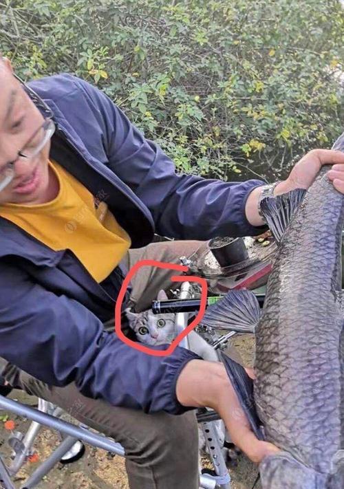 玩转台钓竿，钓到大乌青的绝技（提升钓大乌青的技巧）