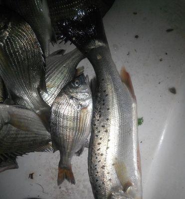 台钓红虫钓鲈鱼技巧（揭秘红虫钓鲈鱼的绝技）