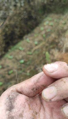 台钓连杆操作技巧教程（提升钓鱼技巧）