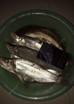 钓翘嘴鱼技巧（捕捉台钓翘嘴鱼的秘诀）