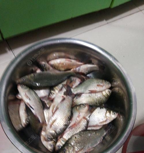 汤盆河钓鱼技巧（掌握汤盆河钓鱼的技巧和窍门）