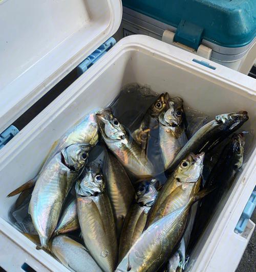 塘沽海钓钓鱼技巧（掌握海钓技巧）