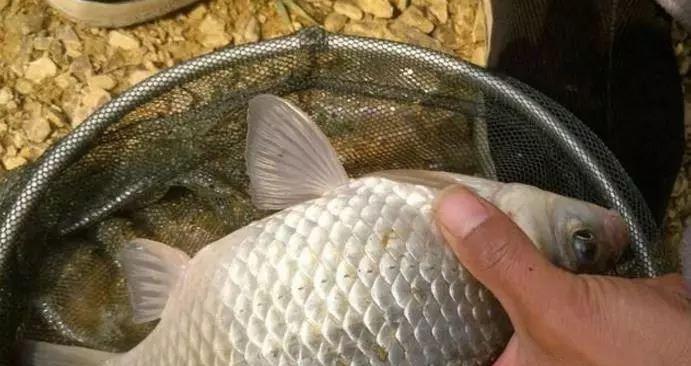 夏季肥水野钓鲫鱼技巧（夏季鲫鱼钓法让你收获满满）