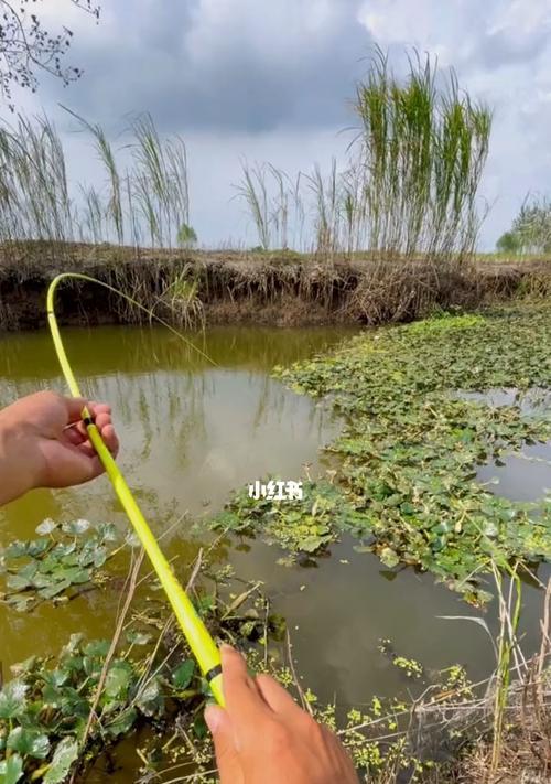 夏季高温钓鱼技巧与方法（保证鱼儿上钩的秘诀与策略）