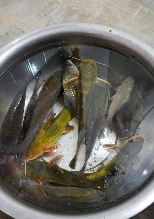 夏季挂玉米和蚯蚓夜钓技巧与方法（夜钓的有效鱼饵选择和技巧）