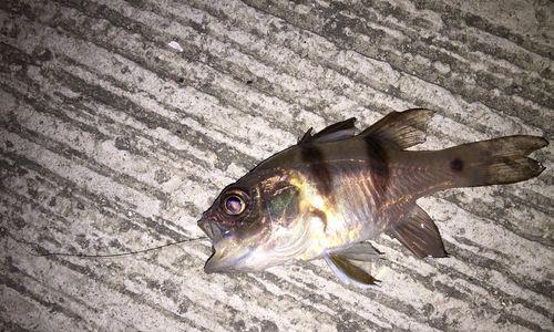 夏季海钓夜钓鲫鱼的技巧与方法（探秘夜晚海上鲫鱼的捕捞秘籍）