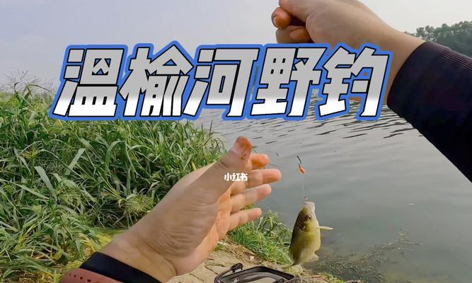 夏季河流钓鱼技巧（钓鱼高手教你在夏季河流中捕获丰富的鱼类）