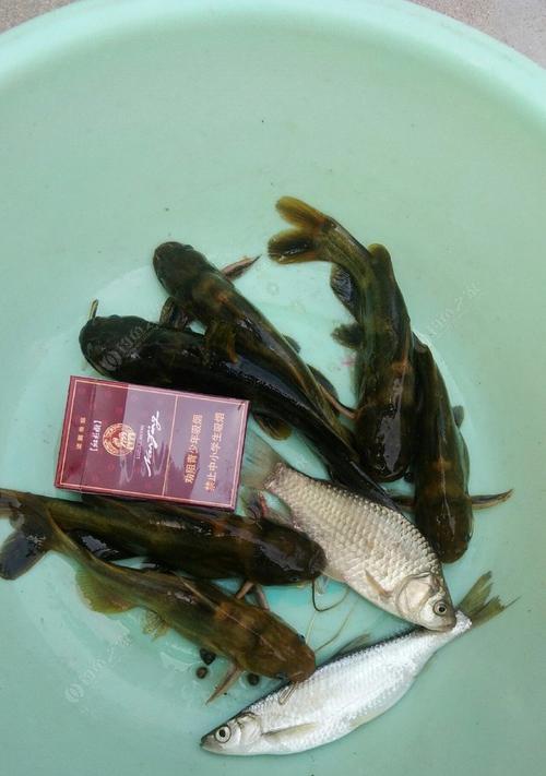 夏季黄骨鱼钓鱼技巧法（夏日捕捞的黄骨鱼乐趣与窍门）