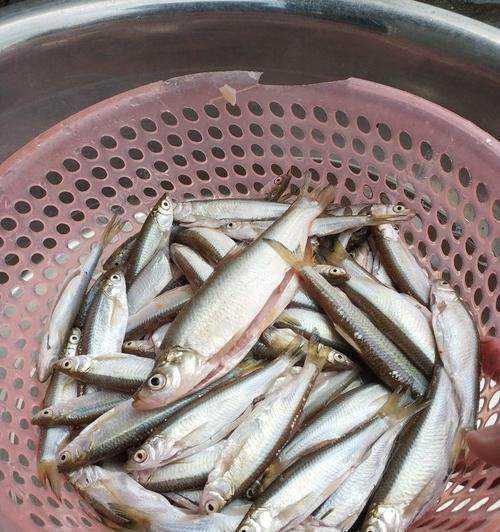 夏季抛竿钓白条的技巧与方法（夏季白条钓鱼）