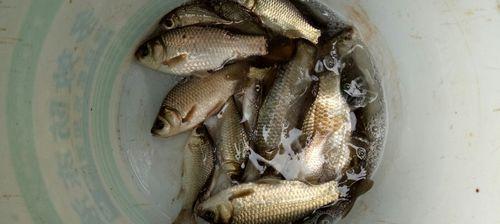 夏季浅水草丛野钓鲫鱼的技巧（揭秘高效捕获夏季浅水鲫鱼的必备技巧）