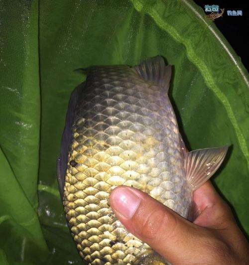 夏季三伏天夜钓鲫鱼技巧（如何在三伏天的夏夜成功钓鲫鱼）